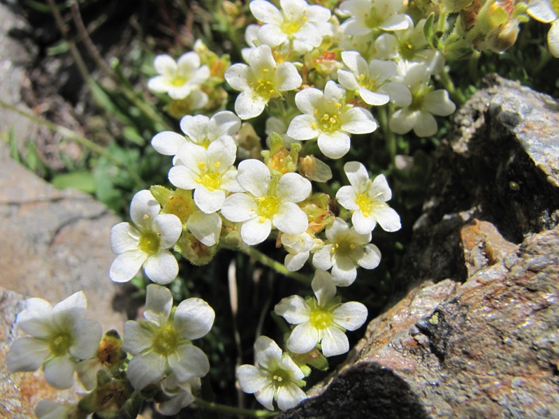 Sentieri ferrati, sentieri fioriti: i fiori dell''Albiolo